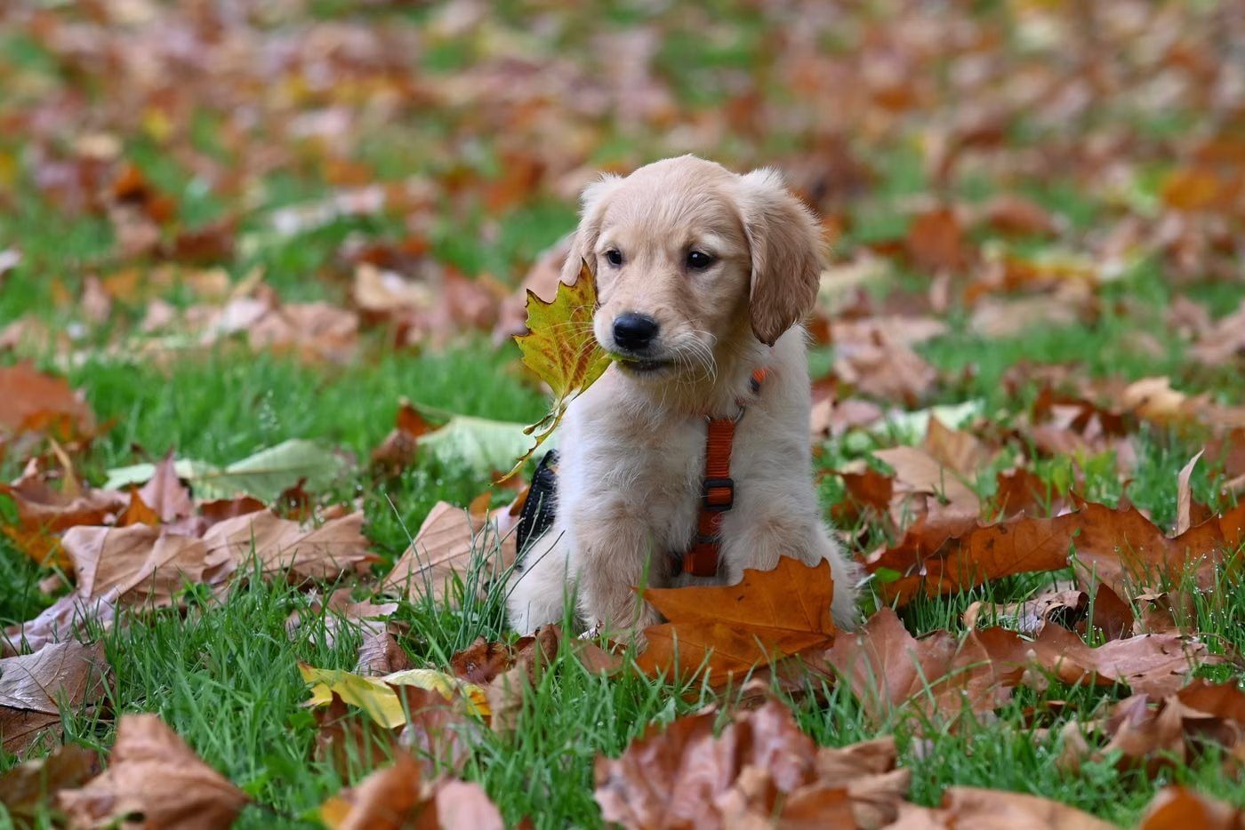 A golden puppy in a harness sitting in autumn leaves
