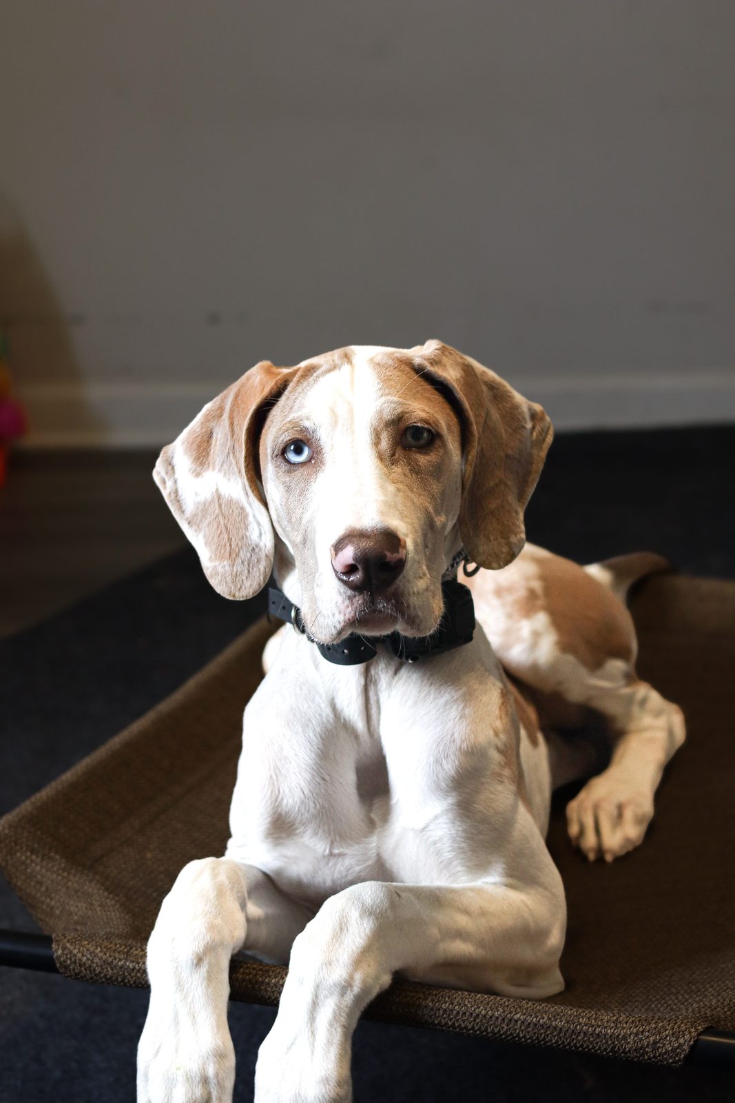 A liver and white puppy lying on a raised cot bed